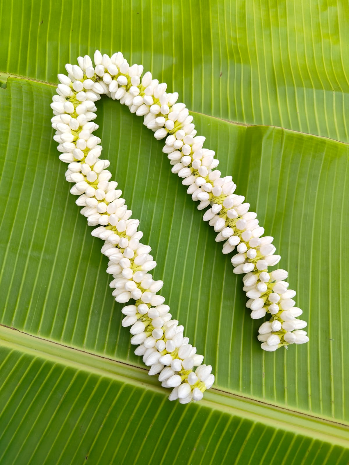 WhatsApp Image 2025-08-07 at 6.16.03 PM