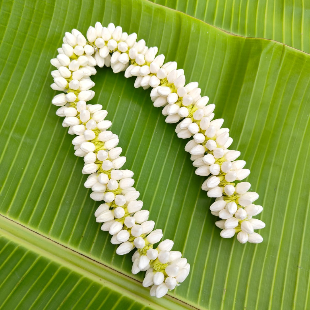 Medium size (16 inches length) 1 molam