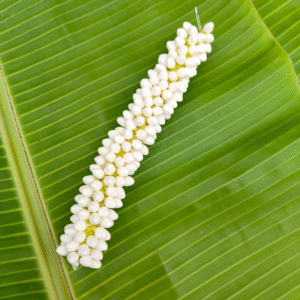 Small buds - (8 inch length) 1/2 molam