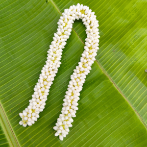 Small buds size  (24 inches length) 1and 1/2 molam