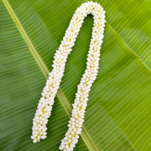 Small buds size  (32 inches length) 2 molam