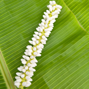 Medium size buds  (8inch length) 1/2 molam