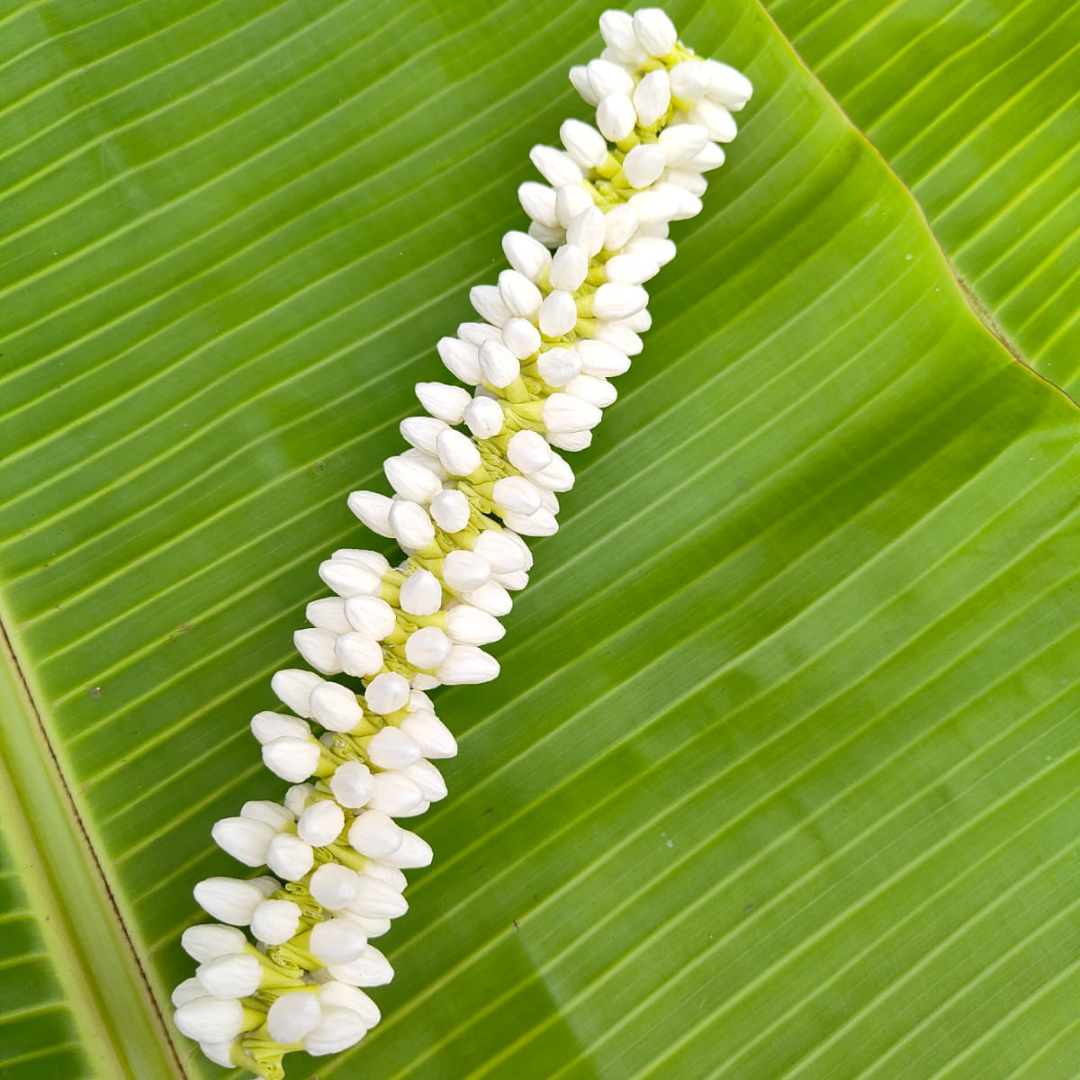 Medium size buds (8inch length) 1/2 molam