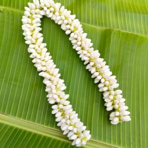 Medium size buds  (24 inches length) 1 and 1/2 molam